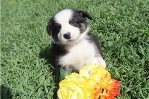 Johnny - Australian Shepherd for sale