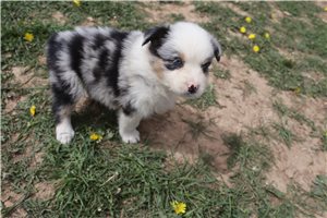 Crystal - Australian Shepherd for sale
