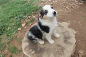 Angel - Australian Shepherd for sale