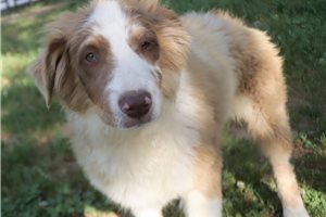 Kassie - Australian Shepherd for sale
