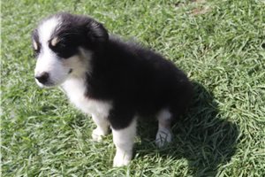 Isaac - Australian Shepherd for sale