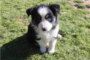 Paige - Australian Shepherd for sale