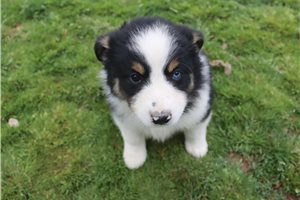 Paige - Australian Shepherd for sale