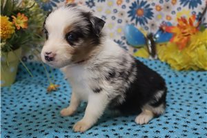 Angel - Australian Shepherd for sale