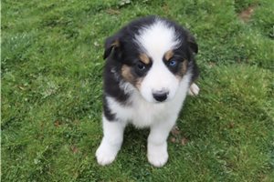Patricia - Australian Shepherd for sale