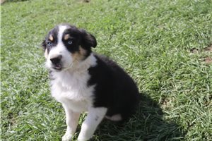 Kraven - Australian Shepherd for sale
