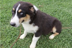 Phillip - Australian Shepherd for sale