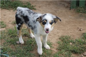 Elvira - Australian Shepherd for sale