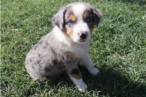 Aston - Australian Shepherd for sale