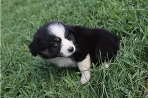 Jacqueline - Australian Shepherd for sale