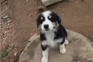 Isaac - Australian Shepherd for sale