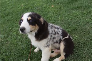 Phineas - Australian Shepherd for sale