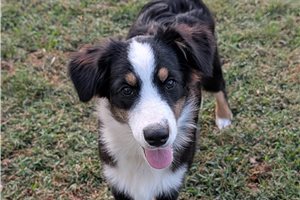 Hugo - Australian Shepherd for sale