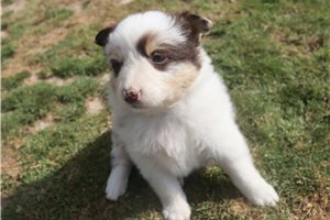 Persephone - Australian Shepherd for sale