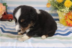 Mack - Australian Shepherd for sale
