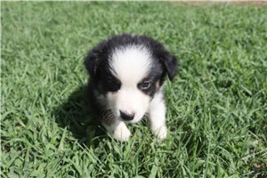Johnny - Australian Shepherd for sale