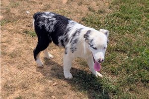 McCoy - Australian Shepherd for sale