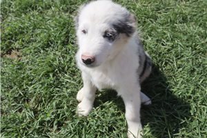 Potter - Australian Shepherd for sale