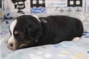 Eduardo - Australian Shepherd for sale