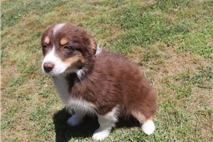 Peaches - Australian Shepherd for sale
