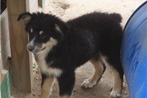 Kennedy - Australian Shepherd for sale