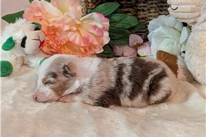 Higgins - Australian Shepherd for sale