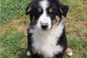 Aero - puppy for sale