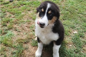 Phillip - Australian Shepherd for sale