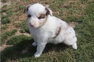 Pheobe - Australian Shepherd for sale