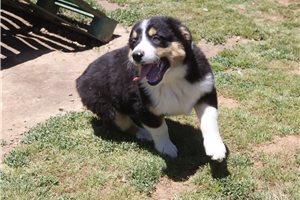 Phillip - Australian Shepherd for sale