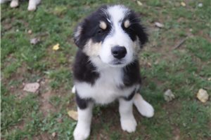 Isaac - Australian Shepherd for sale