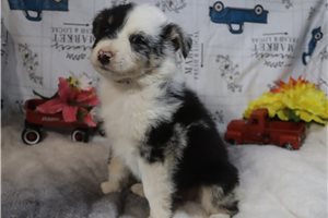 Lincoln - Australian Shepherd for sale