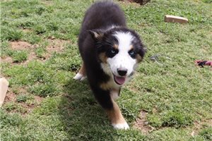 Agnes - puppy for sale