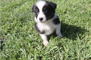 Josie - Australian Shepherd for sale