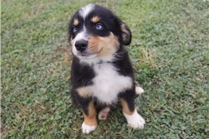 Mack - Australian Shepherd for sale