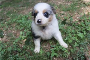 Moose - Australian Shepherd for sale