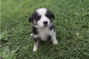 Johnny - Australian Shepherd for sale