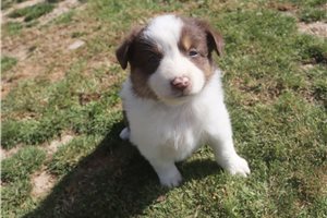 Pixie - Australian Shepherd for sale