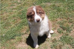 Pluto - Australian Shepherd for sale