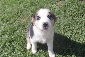 Angel - Australian Shepherd for sale
