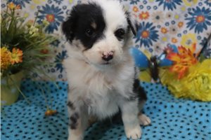 Lincoln - Australian Shepherd for sale