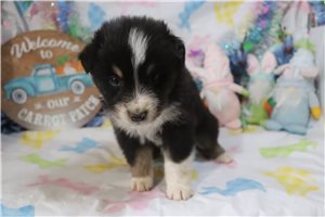 Lucas - Australian Shepherd for sale