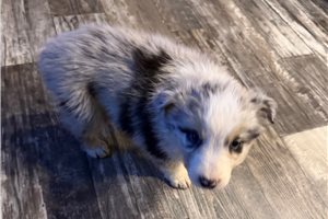 Fisher - puppy for sale