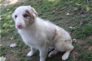 Pheobe - puppy for sale