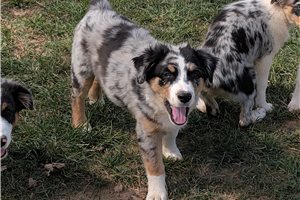Astro - Australian Shepherd for sale