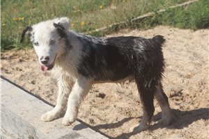 McCoy - Australian Shepherd for sale