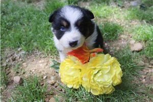 Myron - Australian Shepherd for sale