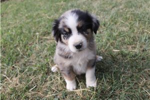Astro - Australian Shepherd for sale