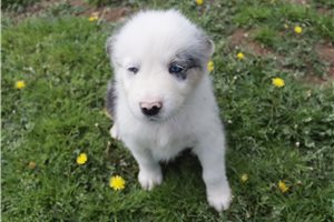 Potter - Australian Shepherd for sale