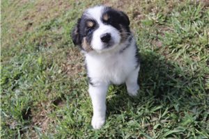 Myron - Australian Shepherd for sale
